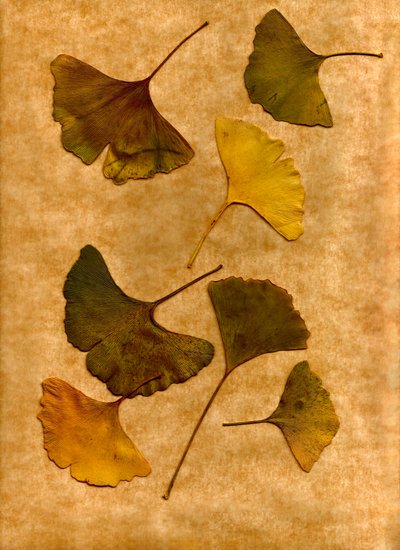 Ginkgo 2 av Antonius Antonius