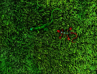 Grass-4;, 2014 (bilde) av Antonius Antonius