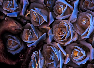 Magisk hage nr. 31-2, 2019 (bilde) av Antonius Antonius