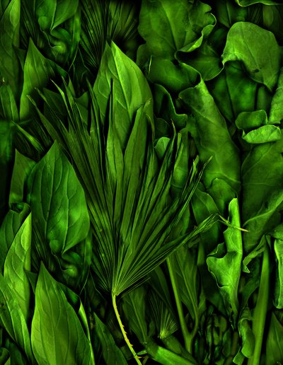 Magisk hage nr. 6–3, 2020 (bilde) av Antonius Antonius