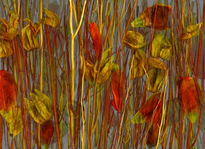 Det hemmelige skogen, 2014 (bilde) av Antonius Antonius