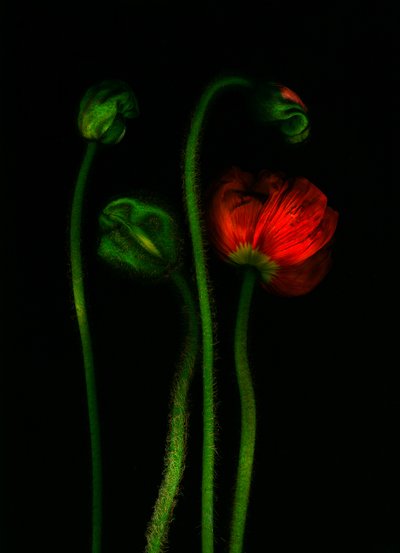 earthArt - valmue, 2008 (foto) av Antonius Antonius