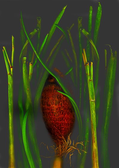 jungelfrukt av Antonius Antonius