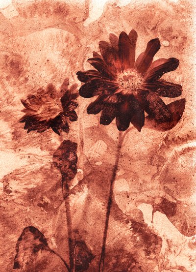 monoblomst av Antonius Antonius