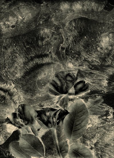 mono roser av Antonius Antonius