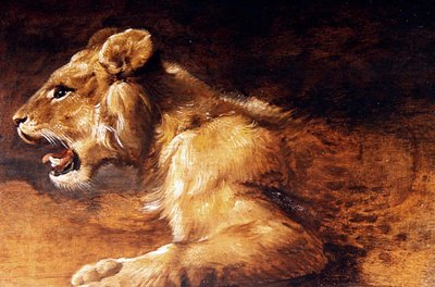 Study of a Young Lion, ca. 1640 (olje på panel) av Antwerp School