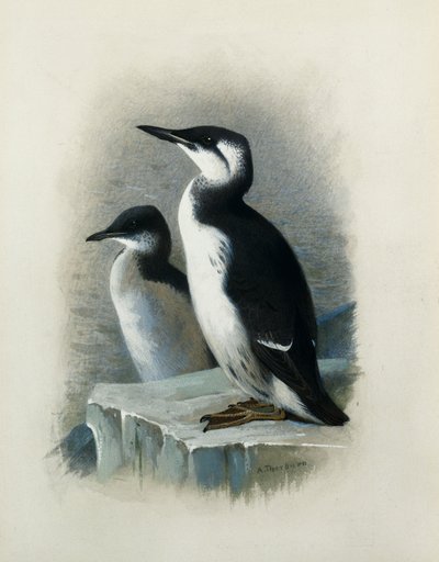 En Brunnichs lomvi av Archibald Thorburn