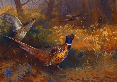 En hane og hønefasan ved kanten av en skog av Archibald Thorburn