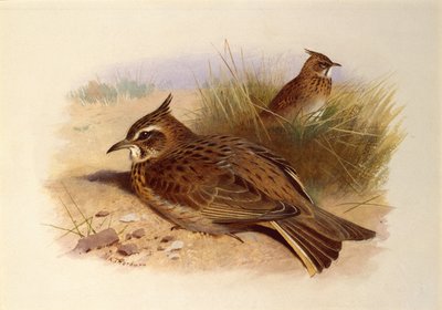 En nakkelærke, britiske fugler av Archibald Thorburn