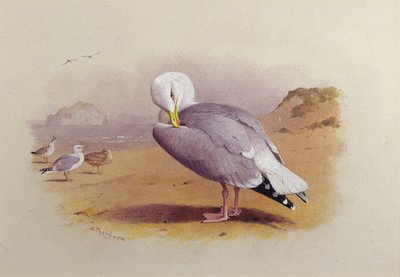 En fiskemåke på en strand med Bass Rock Beyond (akvarell) av Archibald Thorburn