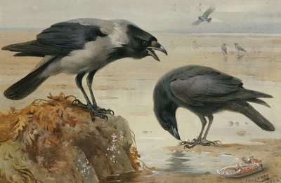 En hettekråke og en ådselkråke av Archibald Thorburn