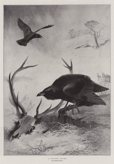 En sulten ravn av Archibald Thorburn