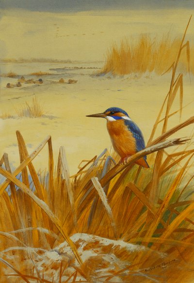 En isfugl blant siv om vinteren av Archibald Thorburn