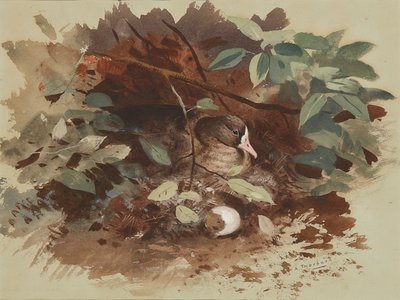 En hekkende gås (akvarell på blått papir) av Archibald Thorburn