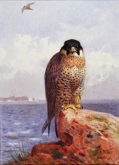 En vandrefalk ved havet av Archibald Thorburn