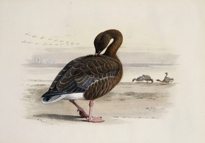 En rosafotgås av Archibald Thorburn