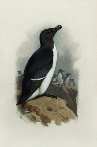 En alk av Archibald Thorburn
