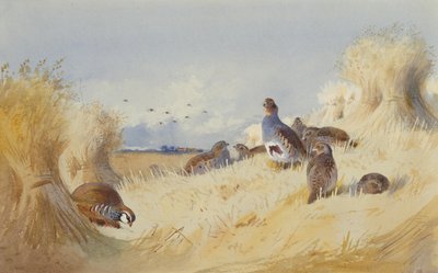 A Red Legged Patridge and a Covey of Grey Patridges av Corn Stooks (blyant og akvarell) av Archibald Thorburn