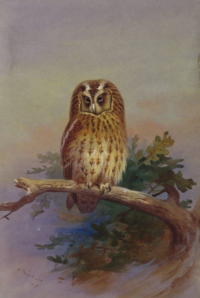 En Tawny Owl plassert på en eikegren av Archibald Thorburn
