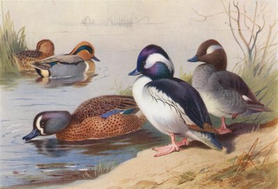  av Archibald Thorburn