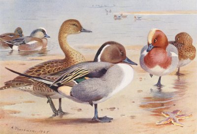  av Archibald Thorburn