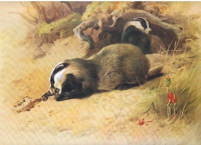 Badgers, fra Thorburns Mammals utgitt av Longmans and Co, ca. 1920 av Archibald Thorburn