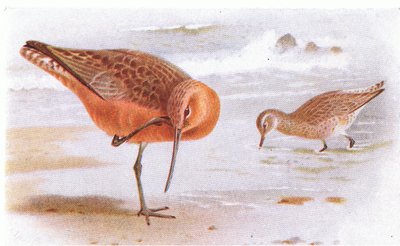 Bar Tailed Godwit, fra Birds of the British Isles and Their Eggs utgitt av Frederick Warne & Co Ltd, 1958 av Archibald Thorburn