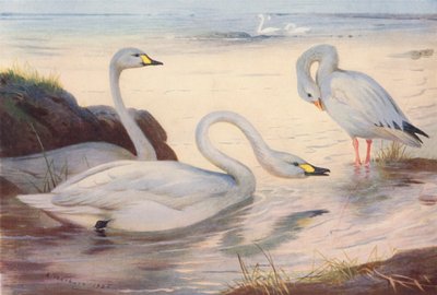  av Archibald Thorburn