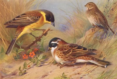 Svarthode-spurv, kornspurv, rustikk spurv (fargelitografi) av Archibald Thorburn
