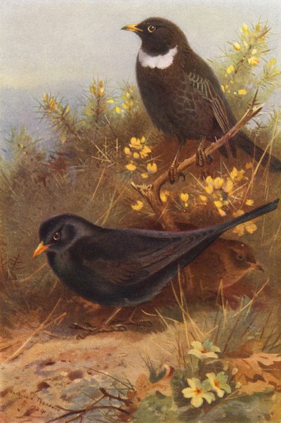  av Archibald Thorburn