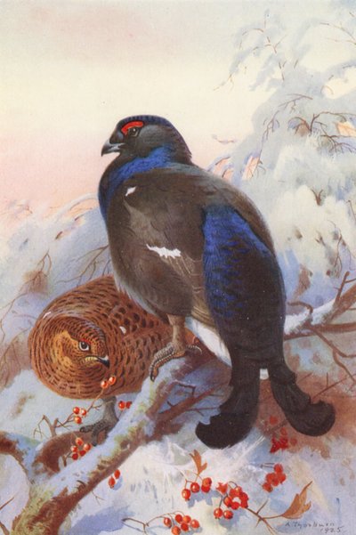 Orrfugl (hann og hunn) (fargelitografi) av Archibald Thorburn