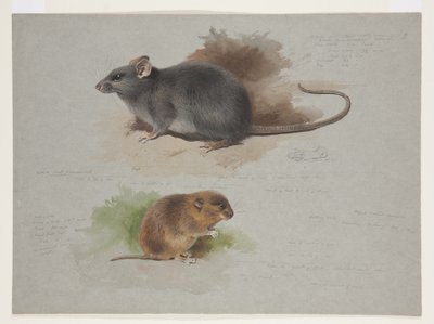 Svart rotte og orkney vole, ca. 1915 (akvarell og kroppsfarge over blyant på papir) av Archibald Thorburn