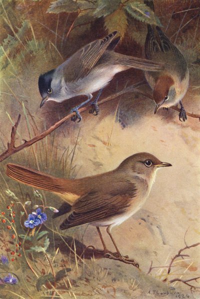  av Archibald Thorburn