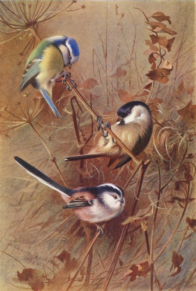  av Archibald Thorburn