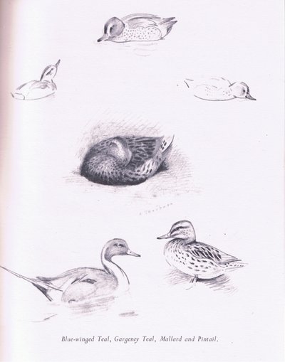 Blue Winged Teal, Garganey, Teal, Mallard and Pintail, 1938 av Archibald Thorburn