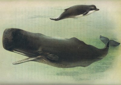 Bottle Nosed Whale and Sperm Whale, fra Thorburns Mammals utgitt av Longmans and Co, ca. 1920 av Archibald Thorburn