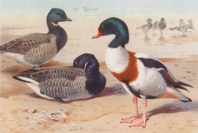 Rundgås, gravand (fargelitografi) av Archibald Thorburn