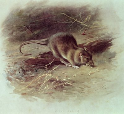 Brunrotte (Rattus norvegicus) 1918 av Archibald Thorburn