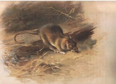 Brown Rat, fra Thorburns Mammals utgitt av Longmans and Co, ca. 1920 av Archibald Thorburn