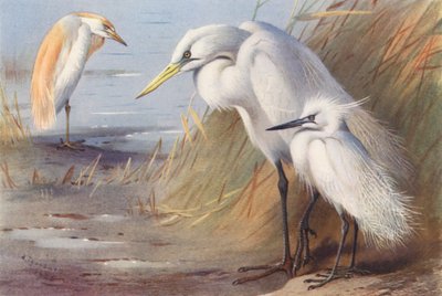  av Archibald Thorburn