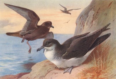 Bulwers petrel, mansk lire (fargelitografi) av Archibald Thorburn