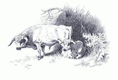 Storfe, fra Thorburn