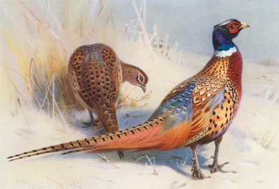  av Archibald Thorburn