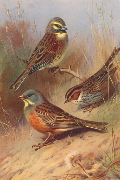  av Archibald Thorburn