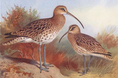  av Archibald Thorburn