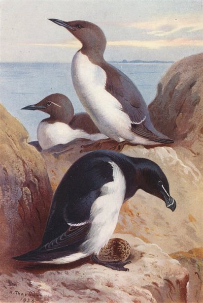  av Archibald Thorburn