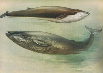 Common Rorqual, Sibbalds Rorqual eller Blue Whale, fra Thorburns Mammals utgitt av Longmans og Co, ca. 1920 av Archibald Thorburn