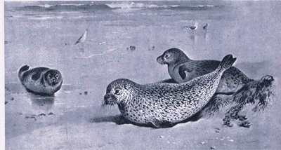 Common Seal, Nature in Britain utgitt av Collins av Archibald Thorburn