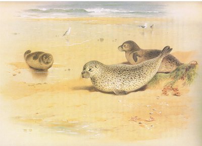 Common Seal, fra Thorburns Mammals utgitt av Longmans and Co, ca. 1920 av Archibald Thorburn
