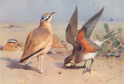 Kremfarget løper, Pratincole (fargelitografi) av Archibald Thorburn